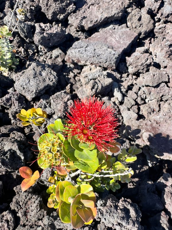 Realization Of The Week: Gratitude Is A Choice